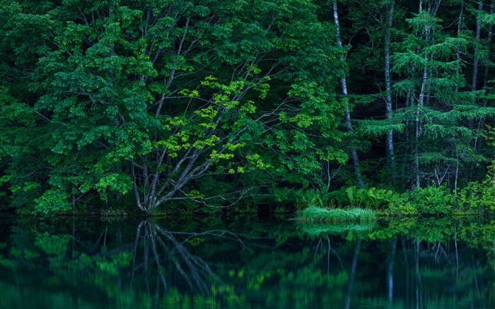 Forest, trees, thicket, lake Wallpapers Pictures Photos Images