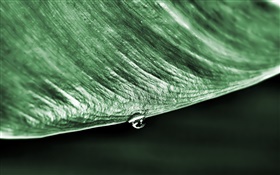 Green leaf macro, water drop, black background