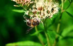 Insect bee, green leaves HD wallpaper