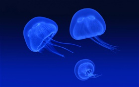 Jellyfish, blue sea HD wallpaper