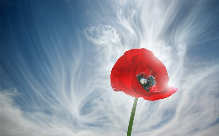 One red poppy flower, sky, clouds Wallpapers Pictures Photos Images