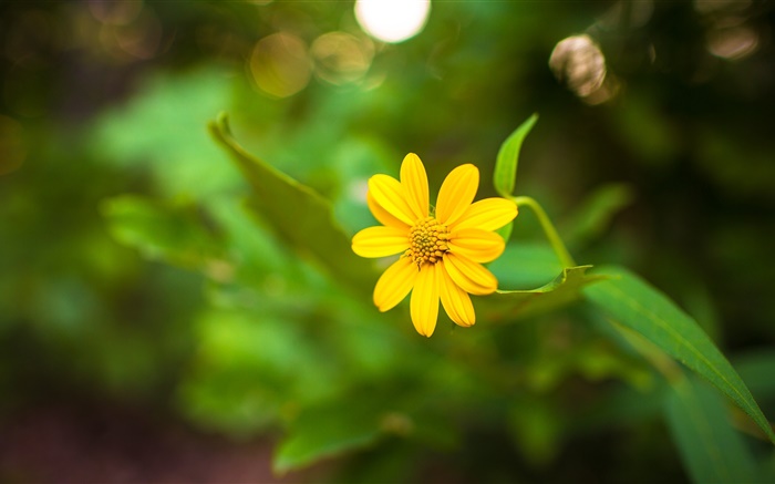 One yellow flower close-up, green bokeh Wallpapers Pictures Photos Images