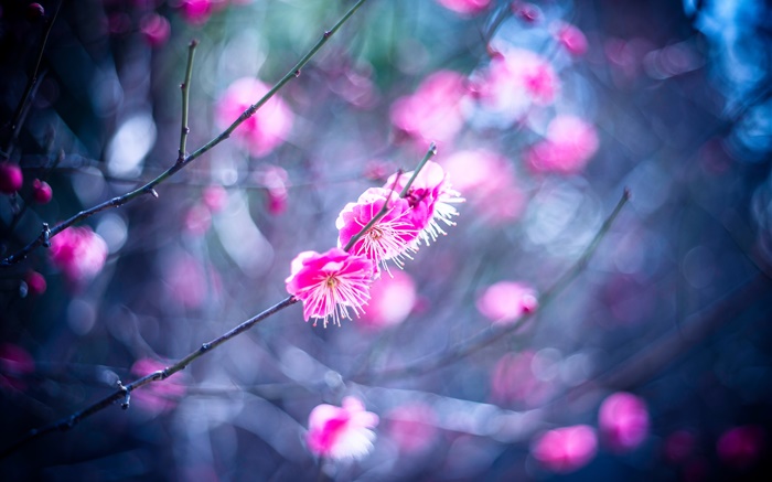 Pink plum flowers Wallpapers Pictures Photos Images