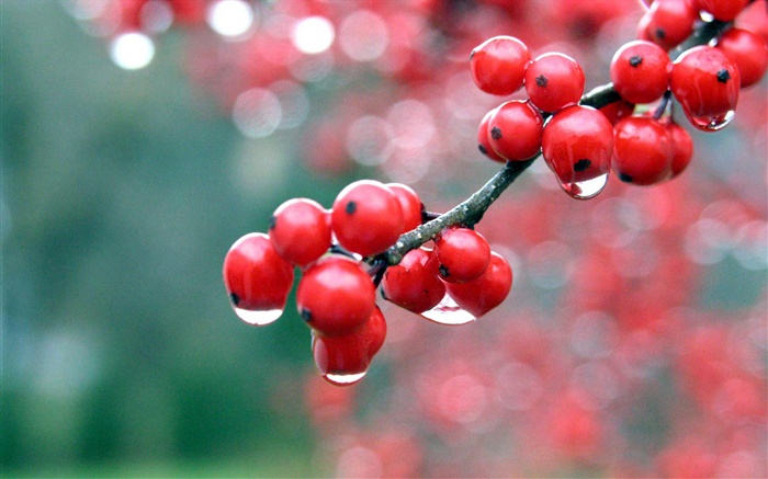 Red berries, twigs, dew Wallpapers Pictures Photos Images