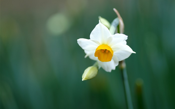 Single daffodil flower, white petals Wallpapers Pictures Photos Images