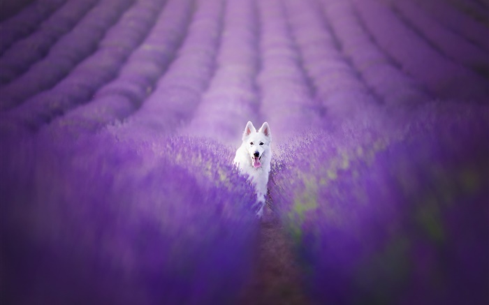 White dog in the lavender field Wallpapers Pictures Photos Images