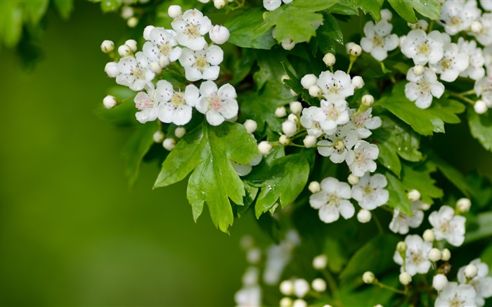 White hawthorn flowers Wallpapers Pictures Photos Images