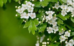 White hawthorn flowers HD wallpaper