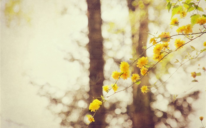 Yellow flowers, twigs, tree, bokeh Wallpapers Pictures Photos Images