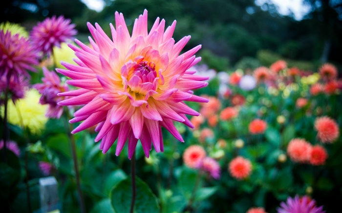 Beautiful dahlia, pink flower Wallpapers Pictures Photos Images