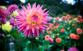 Beautiful dahlia, pink flower HD wallpaper