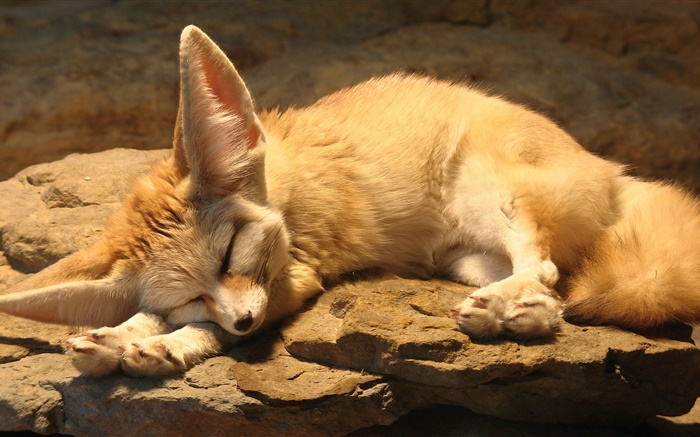 Cute fox sleep, rocks Wallpapers Pictures Photos Images