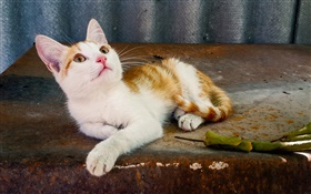 Cute pet cat look up HD wallpaper