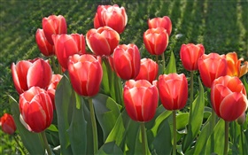 Garden flowers, red tulips HD wallpaper