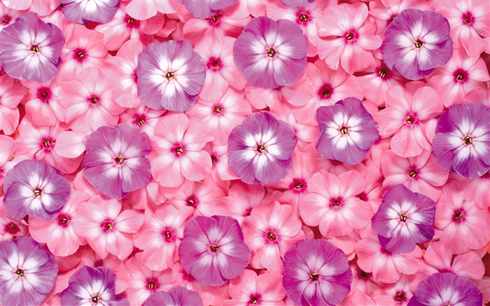 Many pink flowers, petals Wallpapers Pictures Photos Images