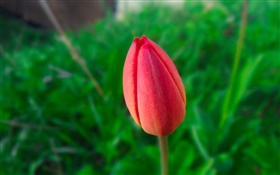 One red tulip, green background HD wallpaper
