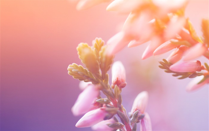 Pink flowers, buds, bokeh Wallpapers Pictures Photos Images