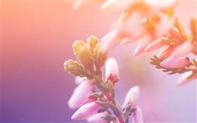 Pink flowers, buds, bokeh HD wallpaper