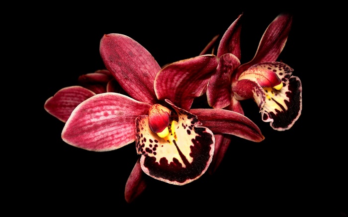 Pink orchid flower close-up, black background Wallpapers Pictures Photos Images