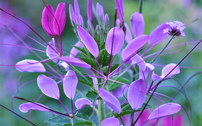 Purple flowers, petals, leaves, plant Wallpapers Pictures Photos Images