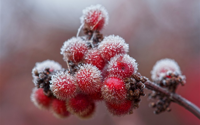 Red berries, crystals, ice, frost Wallpapers Pictures Photos Images