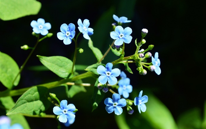Small blue flowers, black background Wallpapers Pictures Photos Images
