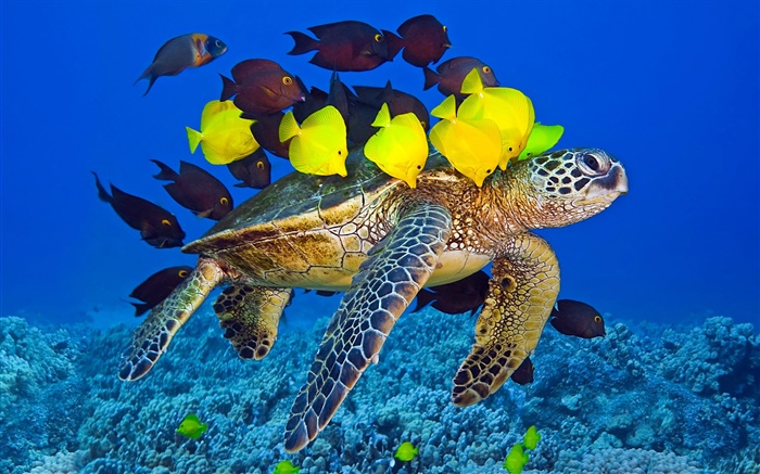 Turtle underwater, sea, tropical fish Wallpapers Pictures Photos Images