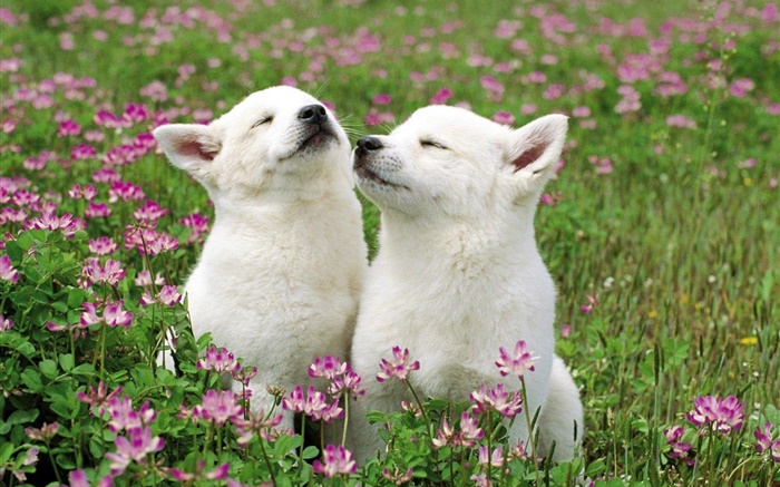 Two white puppies, flowers, grass Wallpapers Pictures Photos Images