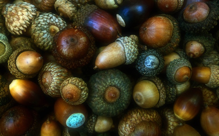 Autumn, acorns, nuts, fruit Wallpapers Pictures Photos Images