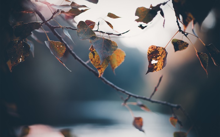 Autumn, twigs, yellow leaves, blurry background Wallpapers Pictures Photos Images