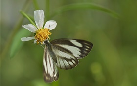 Black butterfly and white flower