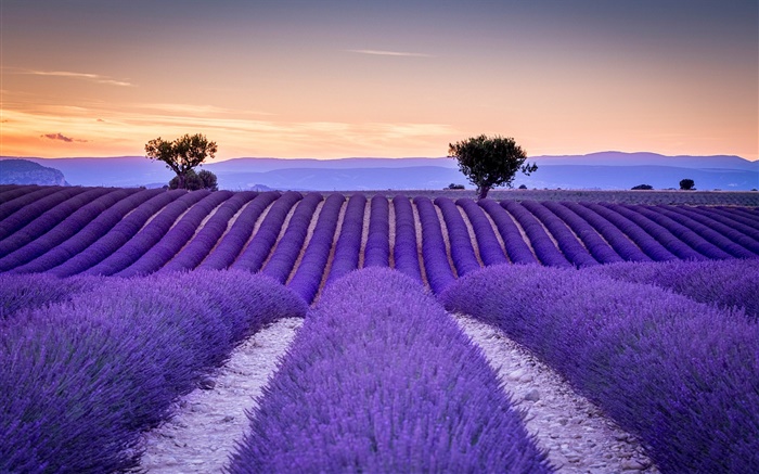 France, Provence, lavender fields, trees, purple style Wallpapers Pictures Photos Images