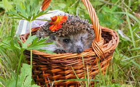 Hedgehog in the basket, needles HD wallpaper
