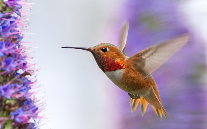 Hummingbird flying, wings Wallpapers Pictures Photos Images