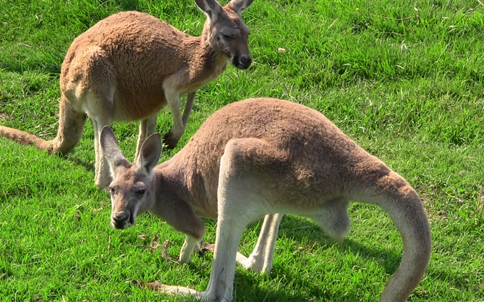 Kangaroos in the grass Wallpapers Pictures Photos Images
