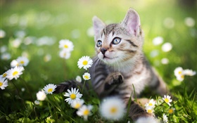 Kitten in the white wildflowers HD wallpaper