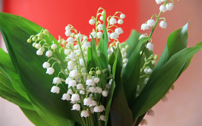 Lily of the valley, white flowers, green leaves Wallpapers Pictures Photos Images
