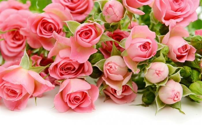 Many pink rose flowers Wallpapers Pictures Photos Images