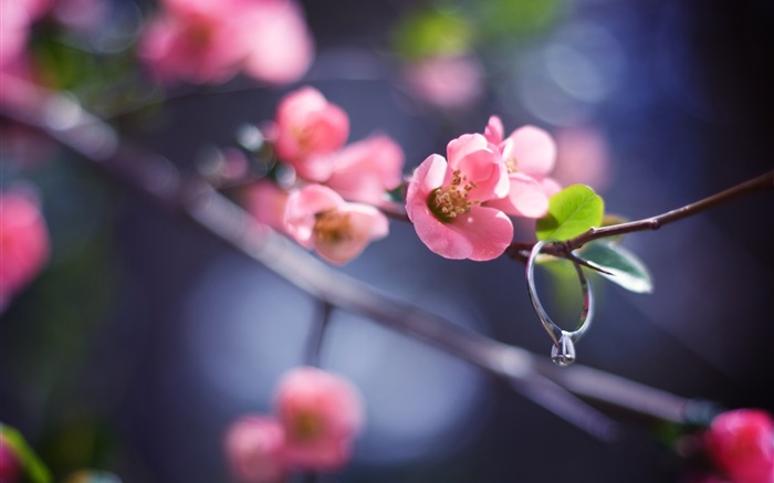 Pink flowers twigs, spring, diamond ring Wallpapers Pictures Photos Images