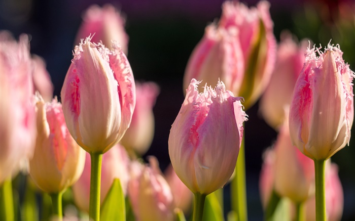 Pink tulips, flowers macro photography, spring Wallpapers Pictures Photos Images