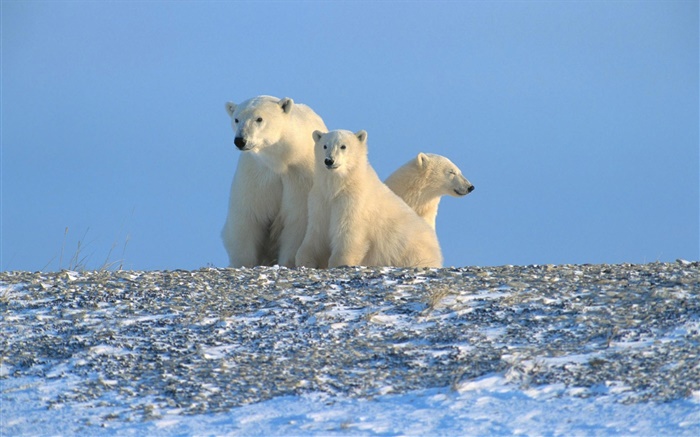 Polar bears, blue sky Wallpapers Pictures Photos Images