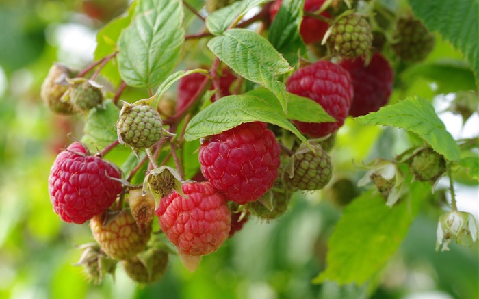 Red raspberry, twigs, fresh berries Wallpapers Pictures Photos Images
