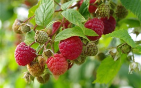 Red raspberry, twigs, fresh berries HD wallpaper