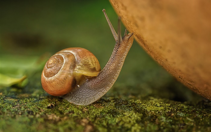 Snail close-up, insect Wallpapers Pictures Photos Images