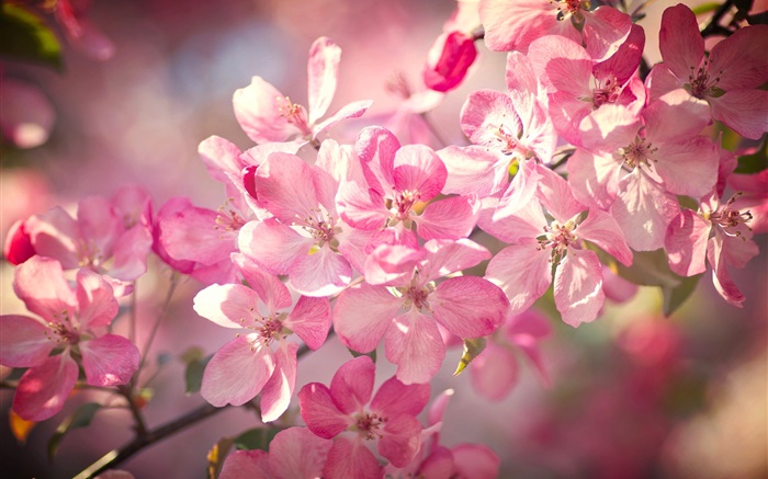 Spring, pink cherry flowers, flowering, twigs Wallpapers Pictures Photos Images