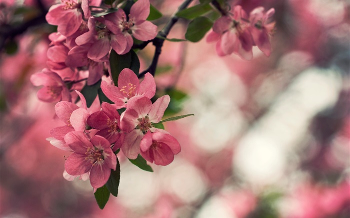 Spring, pink flowers, tree, bokeh Wallpapers Pictures Photos Images