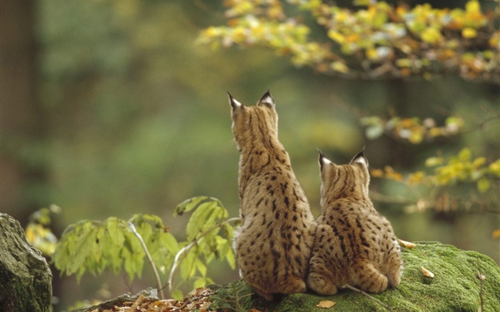 Two lynxes back view Wallpapers Pictures Photos Images
