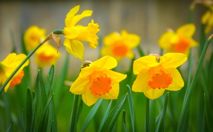 Yellow narcissus flowers, petals Wallpapers Pictures Photos Images