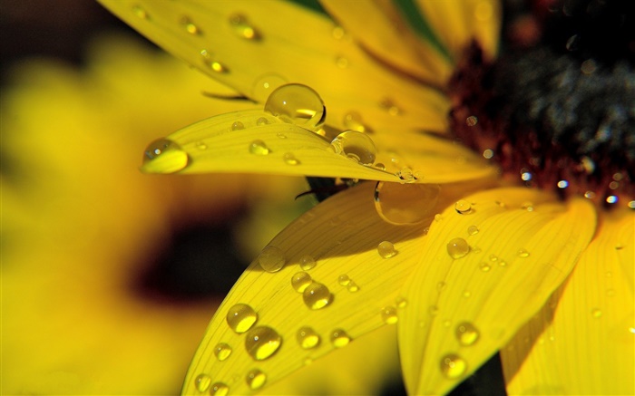 Yellow sunflower petals macro photography, dew Wallpapers Pictures Photos Images