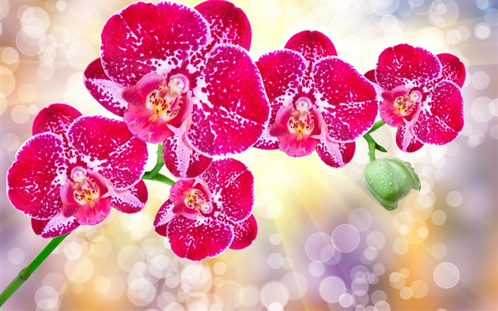 Beautiful pink flowers, phalaenopsis Wallpapers Pictures Photos Images